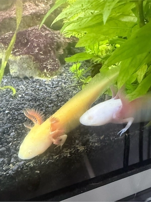 Axolotl Jungtiere abzugeben 