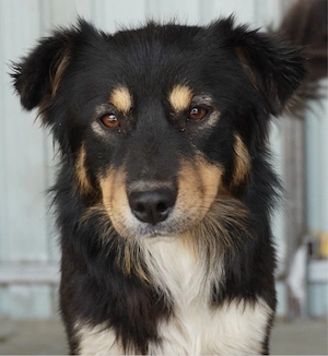 Fluffy - aufgeweckter Kerl sucht dich!