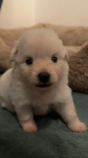 Wunderschöne Pomeranian   Zwergspitz Welpen aus Berlin