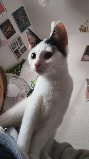 Liebe Europäische kurzhaare katze sucht ein liebesvolles Zuhause 