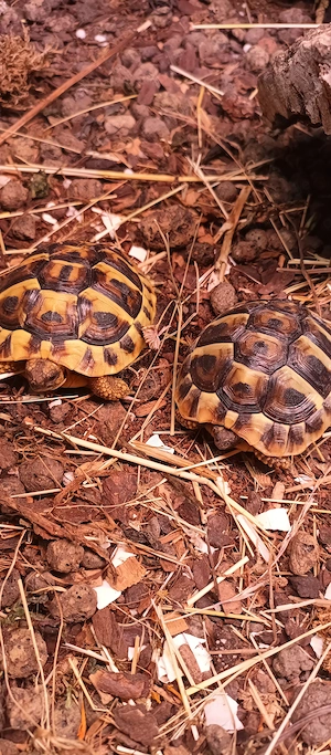 Griechische Landachildkröten