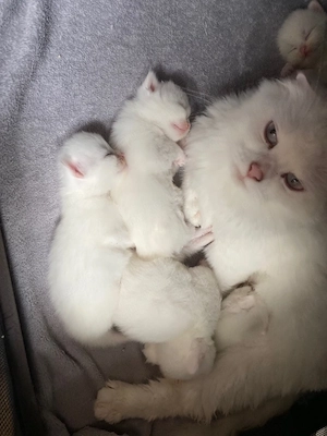 süße BabyKatzen suchen ein lieblingsvolles zu Hause