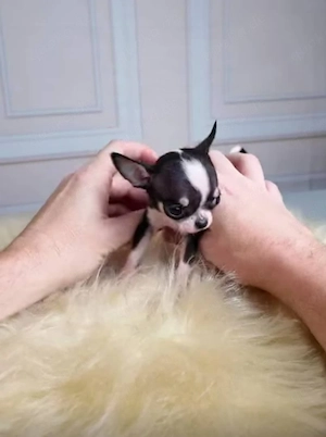 Süße Chihuahua-Babys suchen liebevolle Familien