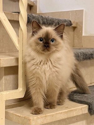 Cherubim Ragdoll Kitten Flauschige Bärchen auszugsbereit