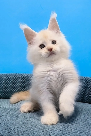 8 wunderschöne Maine Coon Kitten 3 Monate, geimpft und entwurmt