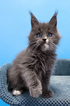 9 bezaubernde Maine Coon Kitten  14 Wochen, geimpft und entwurmt