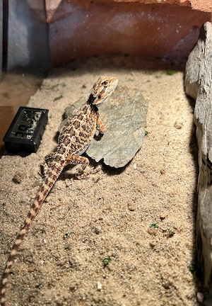 Junge Bartagamen (Pogona vitticeps) Mönchengladbach
