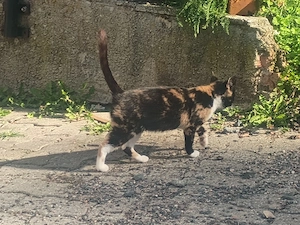 Bauernhofkatze,Katze,Hofkatze 