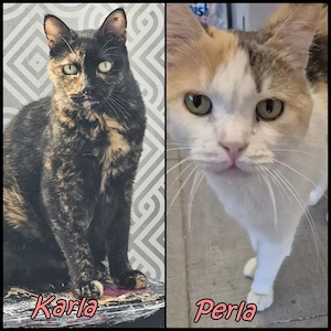 Die Freundinnen Perla FIV+ und Karla suchen ein neues Zuhause
