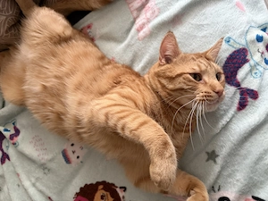 Süsser roter kastrierter Kater 