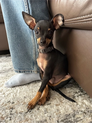 Toy Terrier 