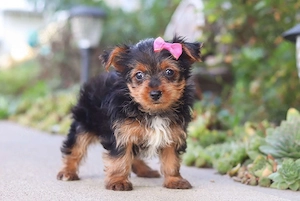 Yorkshire-Terrier-Welpen zur Adoption verfügbar