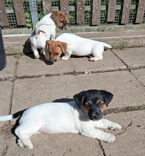 süße Jack Russel Welpen