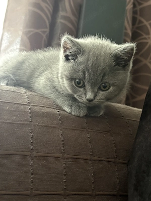 BKH - reinrassiger British Kurzhaar Kater