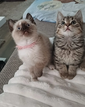 Wunderschöne BKH Kitten Kätzchen Babykatze suchen ein Zuhause 