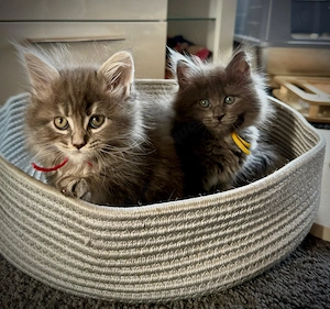 Mainecoon 4 Mädchen 