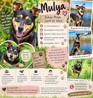 Ruhige Mulya sucht dich ... 52152 Rollesbroich