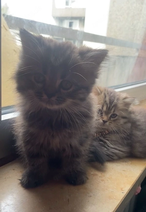  Wunderschöner kleiner Kater sucht ein liebevolles Zuhause 