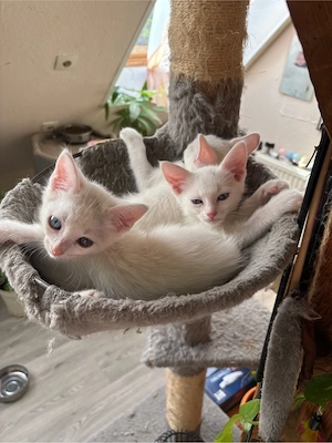 Katzenbaby's