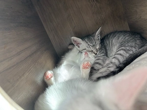 Katzenbaby's