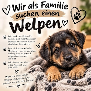 wir suchen einen welpen