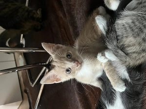 Ab sofort Katzen Babys Kitten 9 Wochen