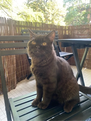 Deckkater BKH SIAM