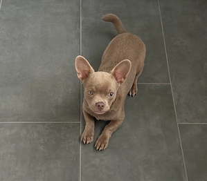 Chihuahua Hund   