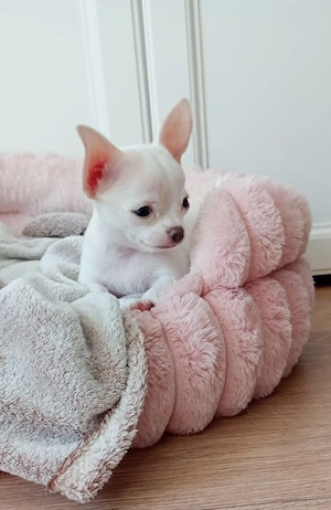 Reinrassige Chihuahua Hündin 