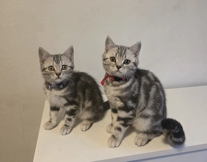 Zuckersüße 2x geimpfte BkH Whishkas Tabby Bärchen 