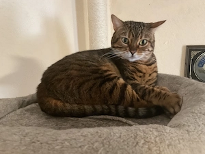 Bengal Katze 