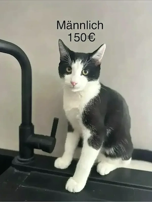 mischlingskatzen 