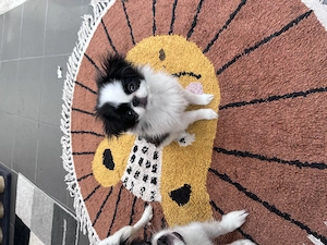 Japan Chin Welpe Hündin Pekinese Japanischer 
