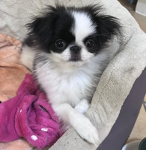 Japan Chin Welpe Hündin Pekinese Japanischer 