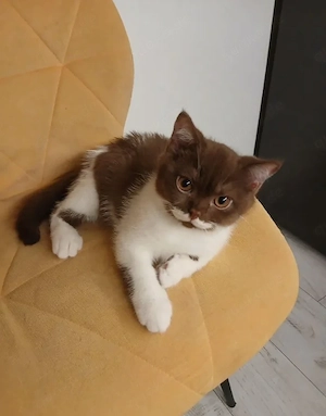 2 BKH Kitten   Britisch Kurzhaar Kater, geimpft & entwurmt