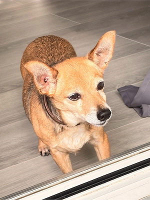 Hund abzugeben 