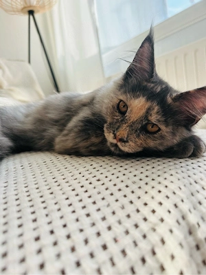 Maine Coon