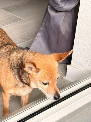 Hund abzugeben 
