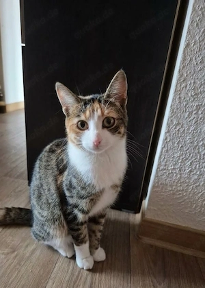Neues Zuhause für Trixi gesucht