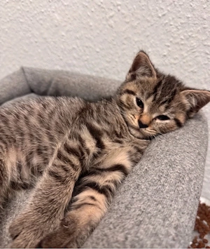BKH mix weibchen kitten  