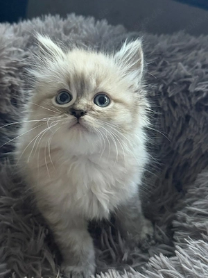 Ragdoll Kitten 