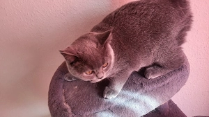 BKH kitten