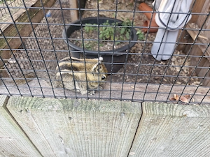 Streifenhörnchen abzugeben 