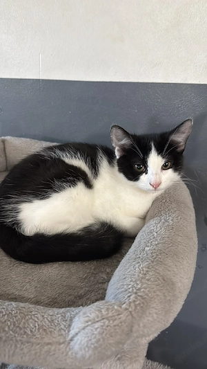 Wunderschöner Kater sucht ein liebevolles Zuhause   