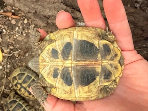 grieschiche landschildkröte