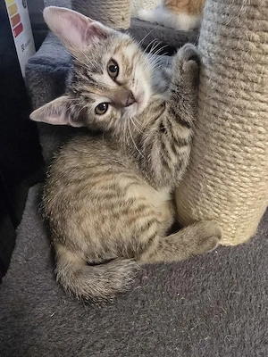 EKH Kitten 