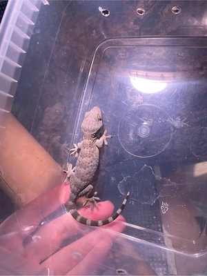 Tokeh Gecko 2 unbestimmt 