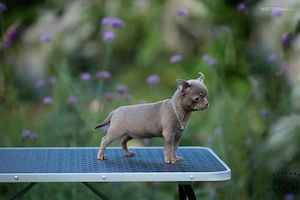 Chihuahua Welpen   verschiedene Farben und Altersstufen