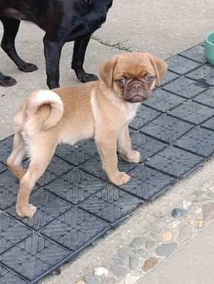 Zuckersüßer  Retro Altdeutscher Mops Welpe 
