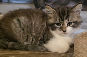 Maine Coon Kitten 
